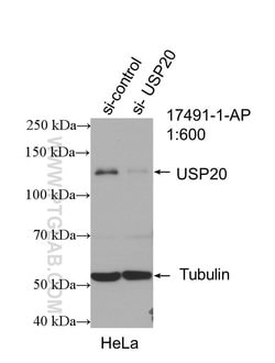 USP20 Rabbit anti-Human, Mouse, Rat, Polyclonal, Proteintech 150 &mu;L;