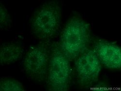 SPAG4L Rabbit anti-Human, Mouse, Polyclonal, Proteintech 150 &mu;L; Unconjugated:Antibodies,