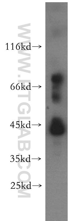SPAG4L Rabbit anti-Human, Mouse, Polyclonal, Proteintech 150 &mu;L; Unconjugated:Antibodies,
