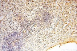 MYO1A Rabbit anti-Human, Mouse, Rat, Polyclonal, Proteintech 20 &mu;L | Buy Online | Proteintech | Fisher Scientific