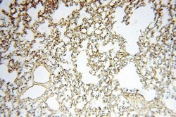 MYO1A Rabbit anti-Human, Mouse, Rat, Polyclonal, Proteintech 20 &mu;L | Buy Online | Proteintech | Fisher Scientific