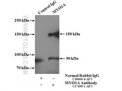 MYO1A Rabbit anti-Human, Mouse, Rat, Polyclonal, Proteintech 20 &mu;L | Buy Online | Proteintech | Fisher Scientific