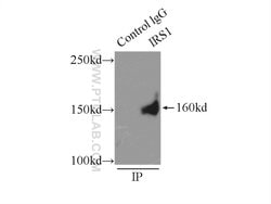 IRS1 Rabbit anti-Human, Polyclonal, Proteintech 150 &mu;L; Unconjugated 