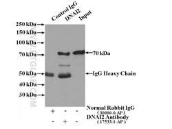DNAI2 Rabbit anti-Human, Mouse, Rat, Polyclonal, Proteintech 150 &mu;L;