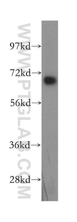 DNAI2 Rabbit anti-Human, Mouse, Rat, Polyclonal, Proteintech 150 &mu;L;