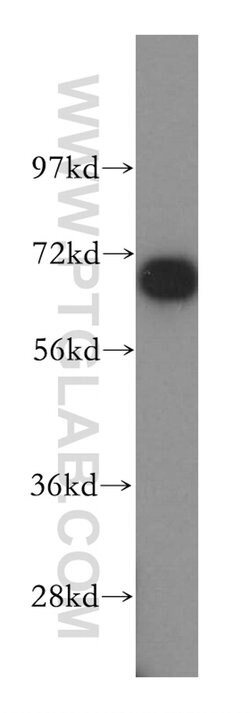DNAI2 Rabbit anti-Human, Mouse, Rat, Polyclonal, Proteintech 150 &mu;L;