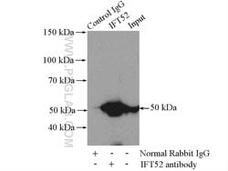 IFT52 Rabbit anti-Canine, Human, Mouse, Rat, Polyclonal, Proteintech:Antibodies:Primary