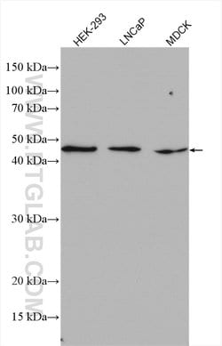 IFT52 Rabbit anti-Canine, Human, Mouse, Rat, Polyclonal, Proteintech:Antibodies:Primary