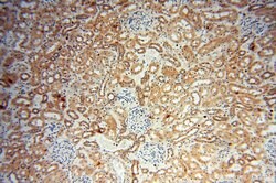 PARP9 Rabbit anti-Human, Rat, Polyclonal, Proteintech 150 &mu;L; Unconjugated:Antibodies,