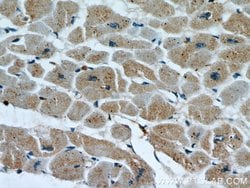 PARP9 Rabbit anti-Human, Rat, Polyclonal, Proteintech 150 &mu;L; Unconjugated:Antibodies,