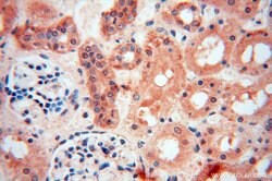 PARP9 Rabbit anti-Human, Rat, Polyclonal, Proteintech 150 &mu;L; Unconjugated:Antibodies,
