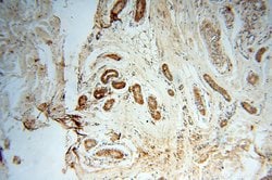 PARP9 Rabbit anti-Human, Rat, Polyclonal, Proteintech 150 &mu;L; Unconjugated:Antibodies,