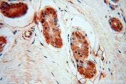 PARP9 Rabbit anti-Human, Rat, Polyclonal, Proteintech 150 &mu;L; Unconjugated:Antibodies,