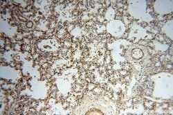 PARP9 Rabbit anti-Human, Rat, Polyclonal, Proteintech 150 &mu;L; Unconjugated:Antibodies,