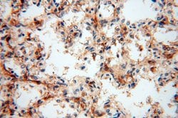 PARP9 Rabbit anti-Human, Rat, Polyclonal, Proteintech 150 &mu;L; Unconjugated:Antibodies,