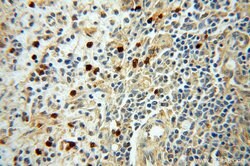 PARP9 Rabbit anti-Human, Rat, Polyclonal, Proteintech 150 &mu;L; Unconjugated:Antibodies,