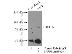 PARP9 Rabbit anti-Human, Rat, Polyclonal, Proteintech 150 &mu;L; Unconjugated:Antibodies,