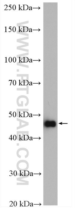 TRMT11 Rabbit anti-Human, Mouse, Rat, Polyclonal, Proteintech:Antibodies:Primary