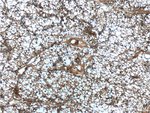 Thumbnail_Sur-8 Rabbit anti-Human, Mouse, Rat, Polyclonal, Proteintech 20 &mu;L;