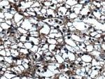 Thumbnail_Sur-8 Rabbit anti-Human, Mouse, Rat, Polyclonal, Proteintech 20 &mu;L;