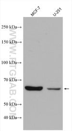 Thumbnail_Sur-8 Rabbit anti-Human, Mouse, Rat, Polyclonal, Proteintech 20 &mu;L;