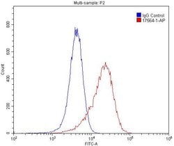 CD146/MCAM Rabbit anti-Human, Mouse, Rat, Polyclonal, Proteintech:Antibodies:Primary