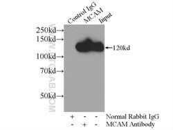 CD146/MCAM Rabbit anti-Human, Mouse, Rat, Polyclonal, Proteintech:Antibodies:Primary