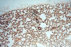 CD146/MCAM Rabbit anti-Human, Mouse, Rat, Polyclonal, Proteintech:Antibodies:Primary