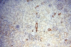 CD146/MCAM Rabbit anti-Human, Mouse, Rat, Polyclonal, Proteintech:Antibodies:Primary
