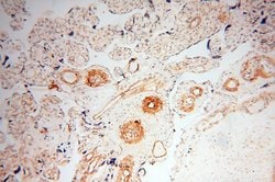 CD146/MCAM Rabbit anti-Human, Mouse, Rat, Polyclonal, Proteintech:Antibodies:Primary