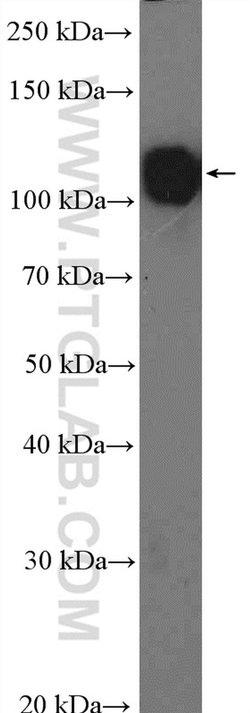 CD146/MCAM Rabbit anti-Human, Mouse, Rat, Polyclonal, Proteintech:Antibodies:Primary