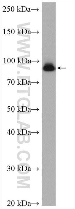 beta-Catenin Rabbit anti-Human, Mouse, Rat, Zebrafish, Polyclonal, Proteintech