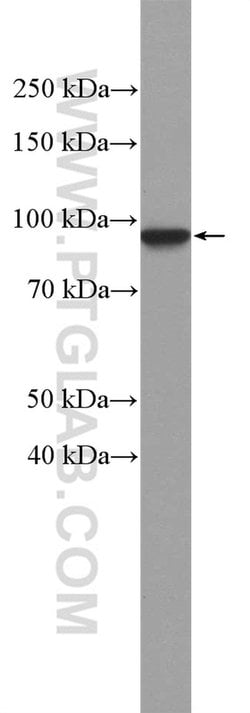 beta-Catenin Rabbit anti-Human, Mouse, Rat, Zebrafish, Polyclonal, Proteintech