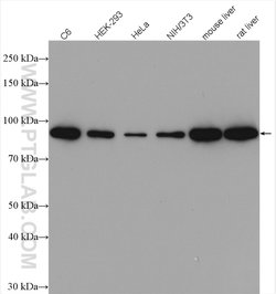 beta-Catenin Rabbit anti-Human, Mouse, Rat, Zebrafish, Polyclonal, Proteintech