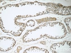 TSGA14 Rabbit anti-Human, Mouse, Rat, Polyclonal, Proteintech:Antibodies:Primary