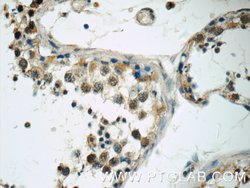 TSGA14 Rabbit anti-Human, Mouse, Rat, Polyclonal, Proteintech:Antibodies:Primary