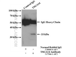 TSGA14 Rabbit anti-Human, Mouse, Rat, Polyclonal, Proteintech:Antibodies:Primary