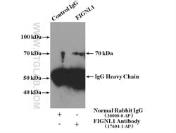 FIGNL1 Rabbit anti-Human, Mouse, Rat, Polyclonal, Proteintech:Antibodies:Primary