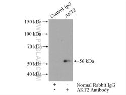 AKT2 Rabbit anti-Human, Mouse, Rat, Polyclonal, Proteintech:Antibodies:Primary