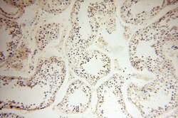 HEMGN Rabbit anti-Human, Mouse, Polyclonal, Proteintech 150 μL; Unconjugated:Antibodies,