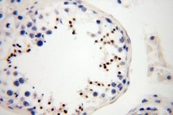 HEMGN Rabbit anti-Human, Mouse, Polyclonal, Proteintech 150 μL; Unconjugated:Antibodies,