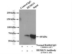HEMGN Rabbit anti-Human, Mouse, Polyclonal, Proteintech 150 μL; Unconjugated:Antibodies,