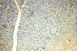 SBDS Rabbit anti-Human, Mouse, Rat, Polyclonal, Proteintech 150 &mu;L;