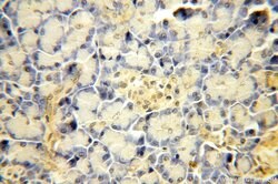 SBDS Rabbit anti-Human, Mouse, Rat, Polyclonal, Proteintech 150 &mu;L;