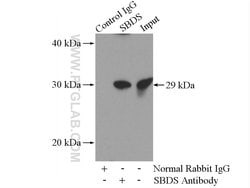 SBDS Rabbit anti-Human, Mouse, Rat, Polyclonal, Proteintech 150 &mu;L;
