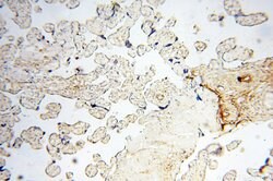 EHBP1 Rabbit anti-Human, Mouse, Rat, Polyclonal, Proteintech 150 &mu;L;