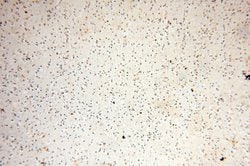 EHBP1 Rabbit anti-Human, Mouse, Rat, Polyclonal, Proteintech 150 &mu;L;