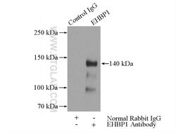 EHBP1 Rabbit anti-Human, Mouse, Rat, Polyclonal, Proteintech 150 &mu;L;