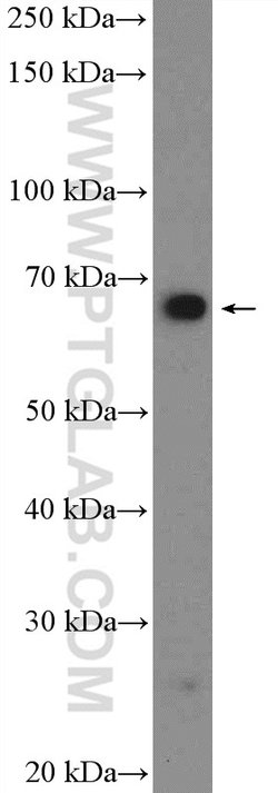 GRHL1 Rabbit anti-Human, Mouse, Rat, Polyclonal, Proteintech 150 &mu;L;