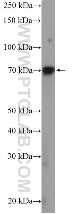 GRHL1 Rabbit anti-Human, Mouse, Rat, Polyclonal, Proteintech 150 &mu;L;